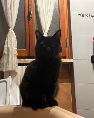 Accoppiamento. gatta per il mio maine coon