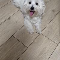 Maltese