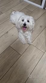 Maltese