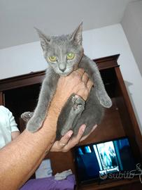 Cucciola razza certosina