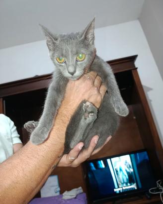 Cucciola razza certosina