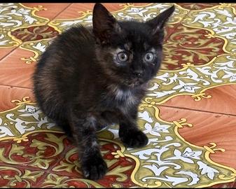 Cuccioli di gatto