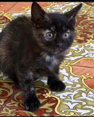 Cuccioli di gatto