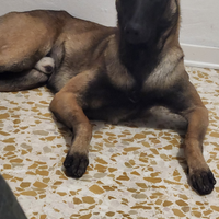 Pastore belga malinois di poco più di 1 anno