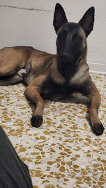 Pastore belga malinois di poco più di 1 anno