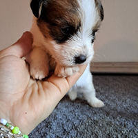 Cuccioli jack russell a pelo RUVIDO