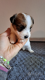 Cuccioli jack russell a pelo RUVIDO