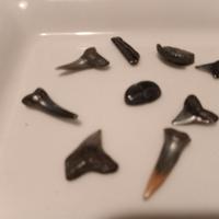 Denti fossili di Squalo