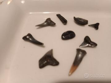 Denti fossili di Squalo