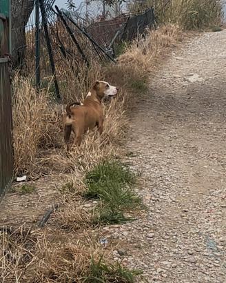 Pit bull