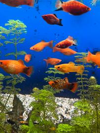 Platy e Molly nati nel mio acquario