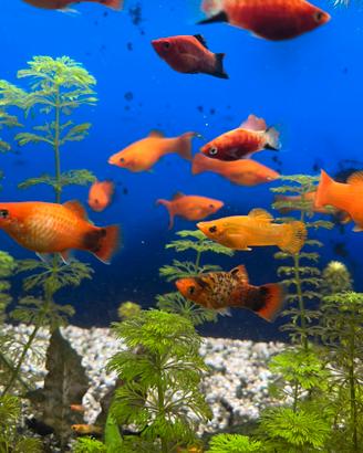 Platy e Molly nati nel mio acquario