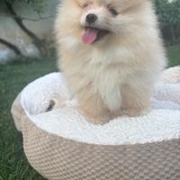 Volpini di pomerania