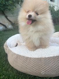 Volpini di pomerania