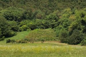 Vigneto con prato e bosco 