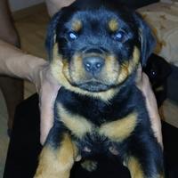 Cuccioli di rottweiler