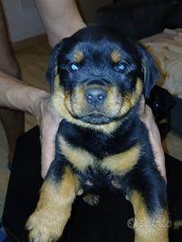 Cuccioli di rottweiler
