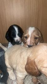 Cuccioli cocker spaniel colori rari