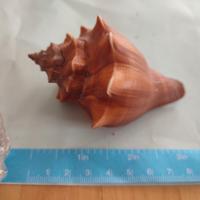 conchiglie vari lotti