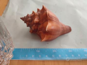 conchiglie vari lotti