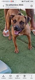 American Pitbull