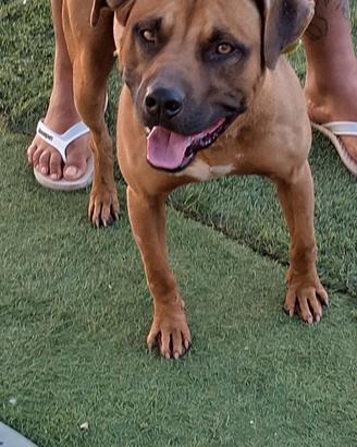 American Pitbull