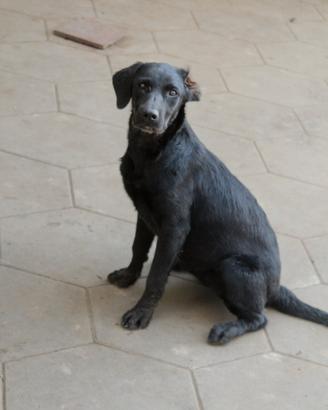 Due cuccioli labrador neri 