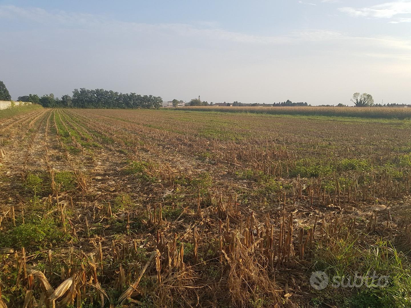 Terreno agricolo di 6300 mq a Castano Primo - Vista 2