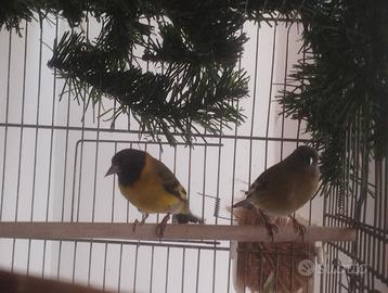 Lucherini testa nera