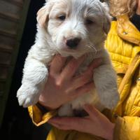Cucciolo di Border collie puro