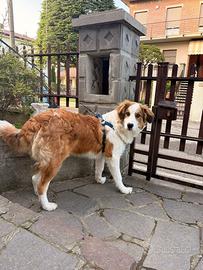 Cucciolone bianco e marrone ADOZIONE