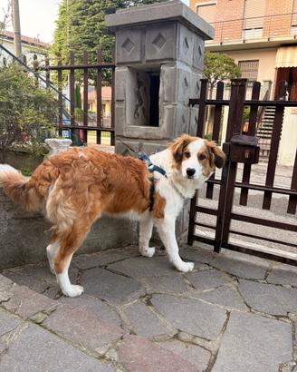 Cucciolone bianco e marrone ADOZIONE