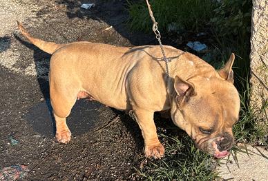 Prezzo bomba. Bully fem