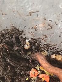 Achatina fulica albina
