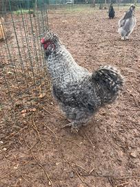 Moroseta sparviero gallo