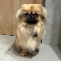 Bruno desidera una fidanzata pechinese