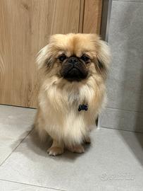 Bruno desidera una fidanzata pechinese