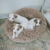 Disponibili cuccioli di Jack Russel