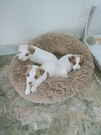 Disponibili cuccioli di Jack Russel