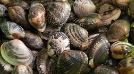 Cooperativa vongole