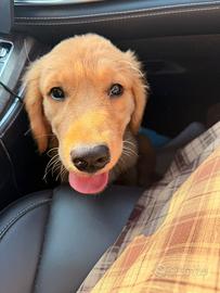Cucciola di golden retriever americano
