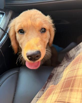 Cucciola di golden retriever americano