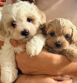 Cuccioli maltipoo