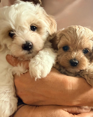 Cuccioli maltipoo
