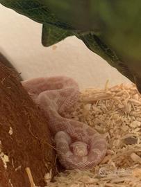 Serpente del grano