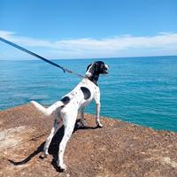 Jeck Russel dalmatian