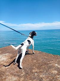 Jeck Russel dalmatian