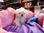 Immagine 10