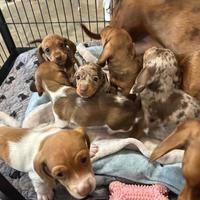 Bassotti toy Kaninchen