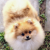 Spitz tedesco nano